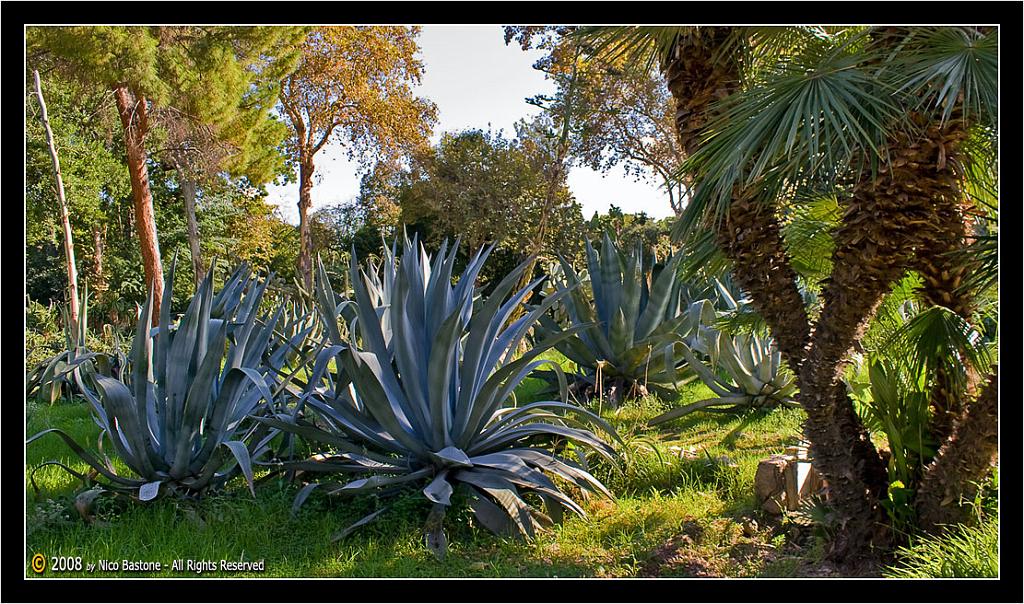 Orto_Botanico_HDR_ (15).jpg